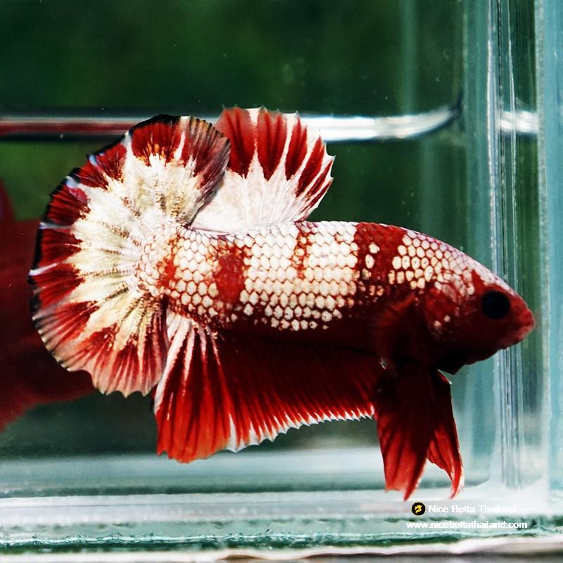 Betta Fish OHMPK Sparkle Fancy Red Zebra (Ultra Rare)