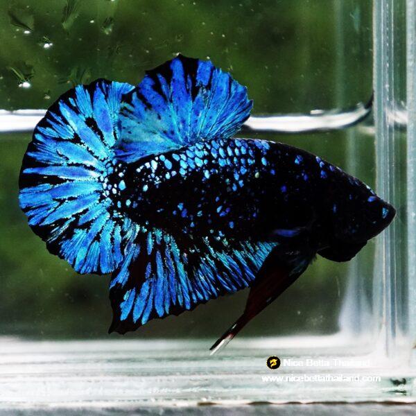 Betta Fish Avatar Nebular Black Star OHMPK - Image 5