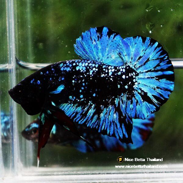 Betta Fish Avatar Nebular Black Star OHMPK - Image 2