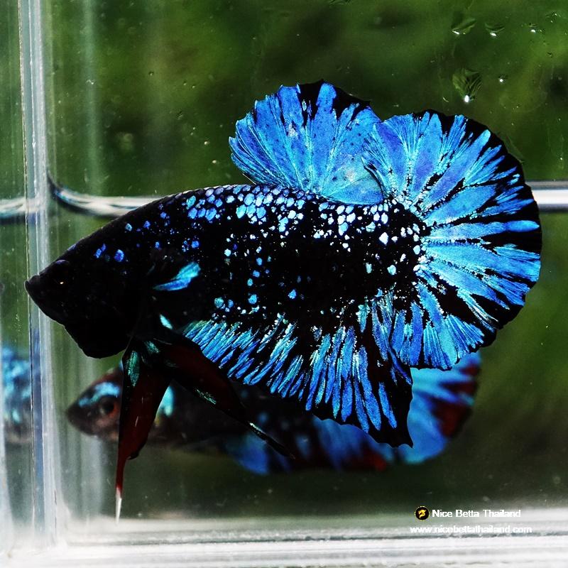 Betta Fish Avatar Nebular Black Star OHMPK