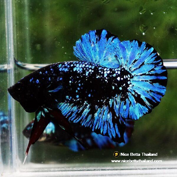 Betta Fish Avatar Nebular Black Star OHMPK - Image 4