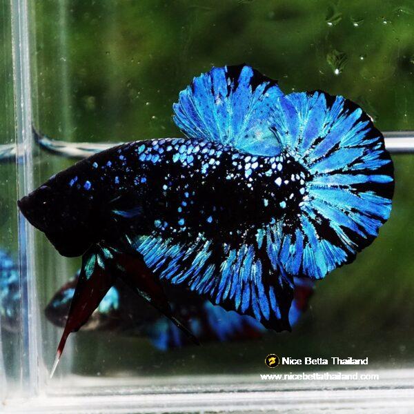 Betta Fish Avatar Nebular Black Star OHMPK - Image 6