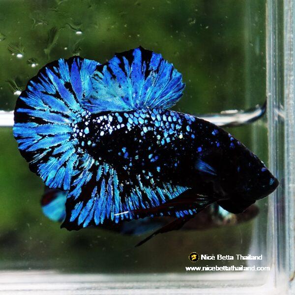 Betta Fish Avatar Nebular Black Star OHMPK - Image 3