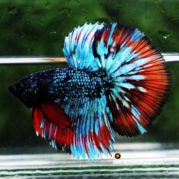 Betta Fish Avatar Flame Nebular Black Star HM (Rare) - Image 2