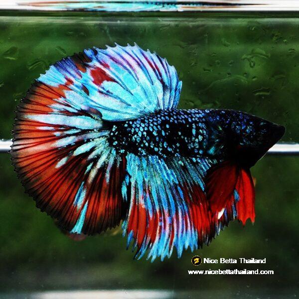 Betta Fish Avatar Flame Nebular Black Star HM (Rare) - Image 5