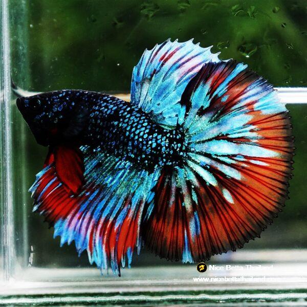 Betta Fish Avatar Flame Nebular Black Star HM (Rare) - Image 4