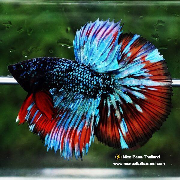 Betta Fish Avatar Flame Nebular Black Star HM (Rare) - Image 6