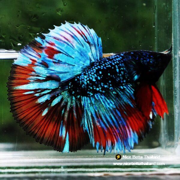 Betta Fish Avatar Flame Nebular Black Star HM (Rare) - Image 3