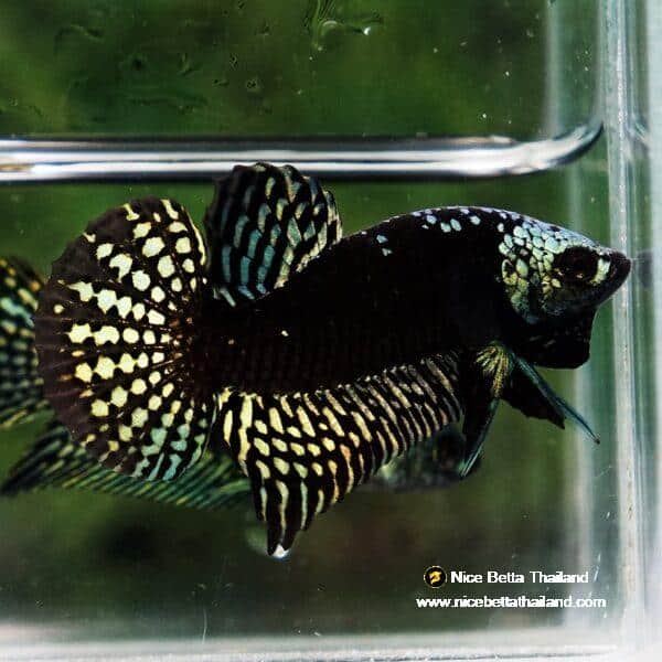 Wild Betta Fish Hybrid Gold Green Alien Samurai (Ultra Rare) - Image 5