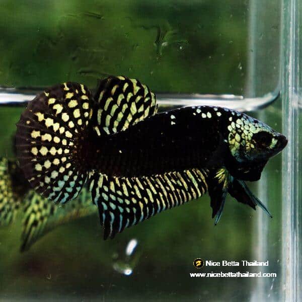 Wild Betta Fish Hybrid Gold Green Alien Samurai (Ultra Rare) - Image 7