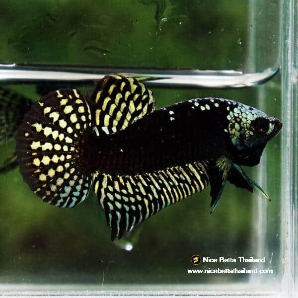 Wild Betta Fish Hybrid Gold Green Alien Samurai (Ultra Rare) - Image 3