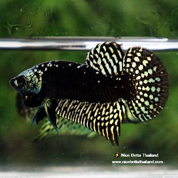 Wild Betta Fish Hybrid Gold Green Alien Samurai (Ultra Rare) - Image 4