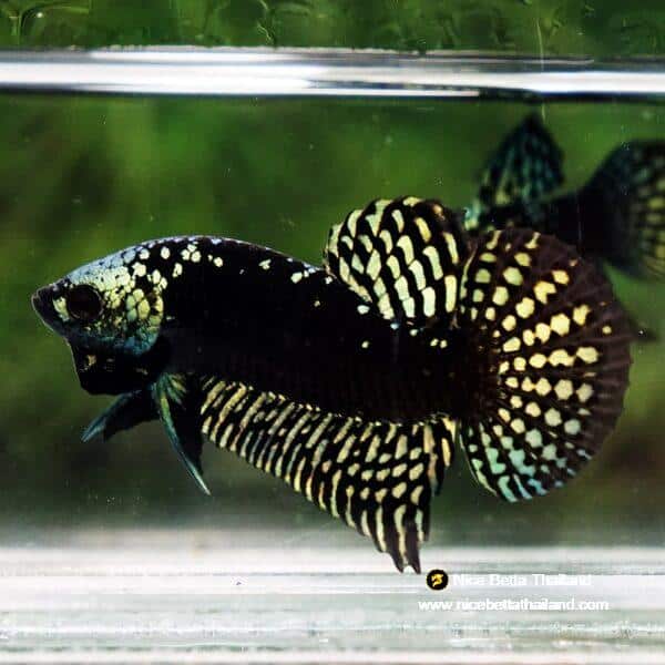 Wild Betta Fish Hybrid Gold Green Alien Samurai (Ultra Rare) - Image 6