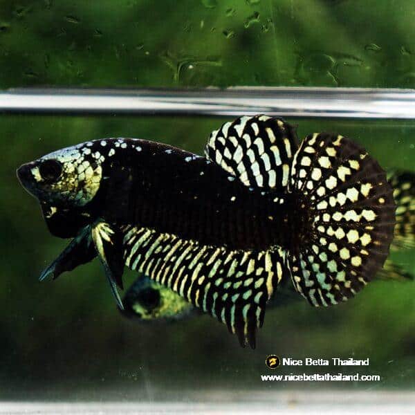 Wild Betta Fish Hybrid Gold Green Alien Samurai (Ultra Rare) - Image 2