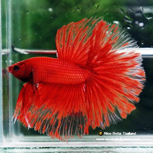 Betta Fish Red Blood Phoenix HM - Image 6