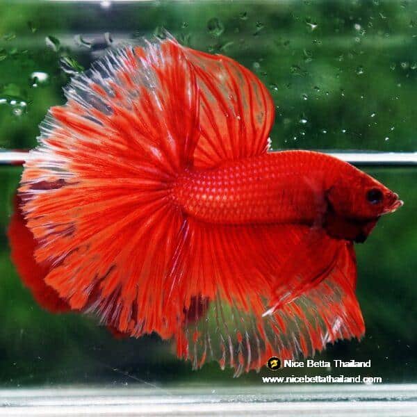 Betta Fish Red Blood Phoenix HM - Image 3