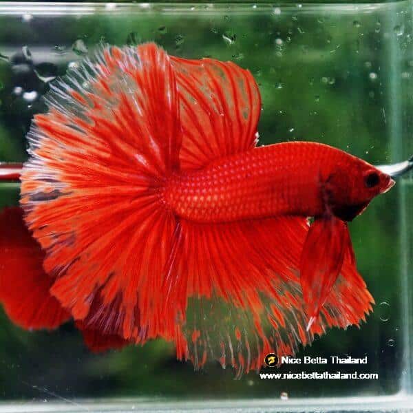 Betta Fish Red Blood Phoenix HM - Image 5