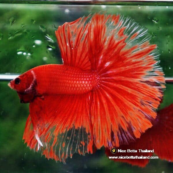 Betta Fish Red Blood Phoenix HM - Image 4