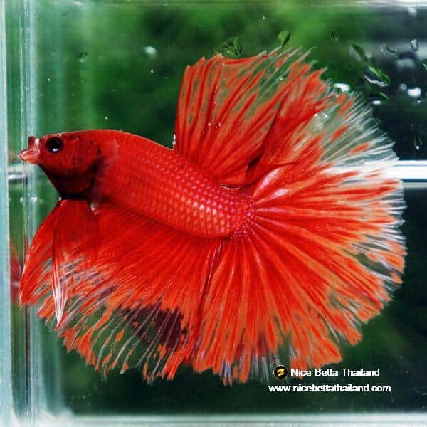 Betta Fish Red Blood Phoenix HM - Image 2