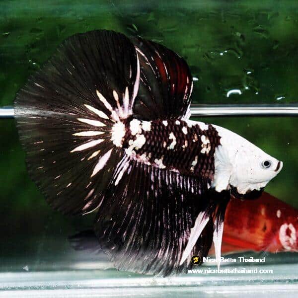 Betta fish Killer Shadow Black Star Full Helmet Samurai (Ultra Rare) HM