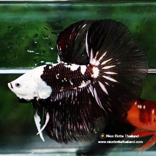 Betta fish Killer Shadow Black Star Full Helmet Samurai (Ultra Rare) HM