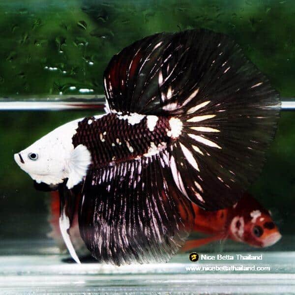 Betta fish Killer Shadow Black Star Full Helmet Samurai (Ultra Rare) HM