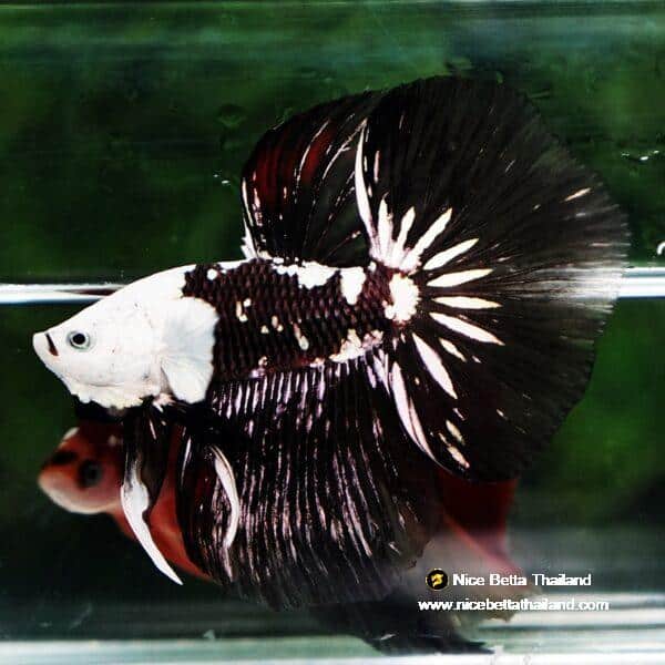 Betta fish Killer Shadow Black Star Full Helmet Samurai (Ultra Rare) HM