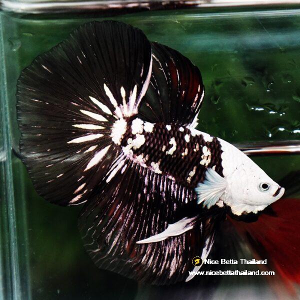 Betta fish Killer Shadow Black Star Full Helmet Samurai (Ultra Rare) HM