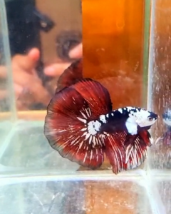 Rare betta fish