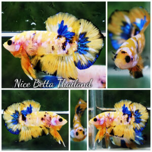 Betta fish Bumblebee Galaxy HMPK