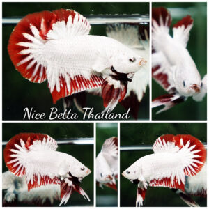 Betta fish Platinum Red Rim Dragon OHMPK