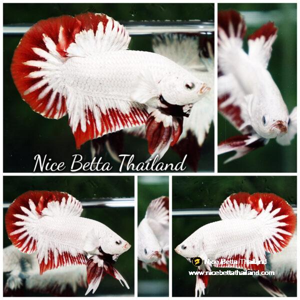 Betta fish Platinum Red Rim Dragon OHMPK