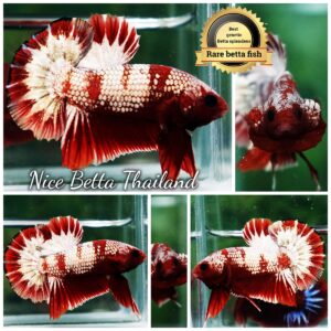 Betta Fish OHMPK Sparkle Fancy Red Zebra (Ultra Rare)