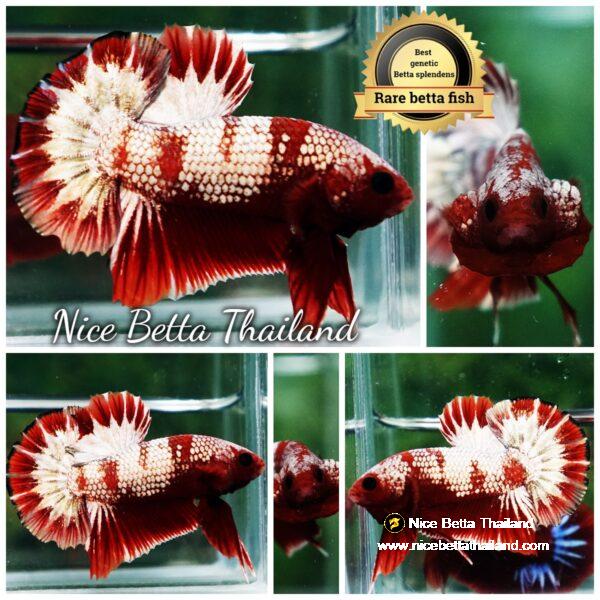 Betta Fish OHMPK Sparkle Fancy Red Zebra (Ultra Rare)