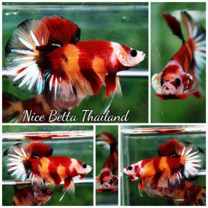 Betta Fish Nemo Classic HMPK