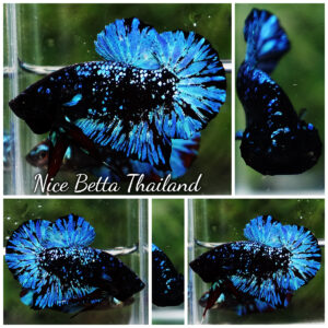 Betta Fish Avatar Nebular Black Star OHMPK