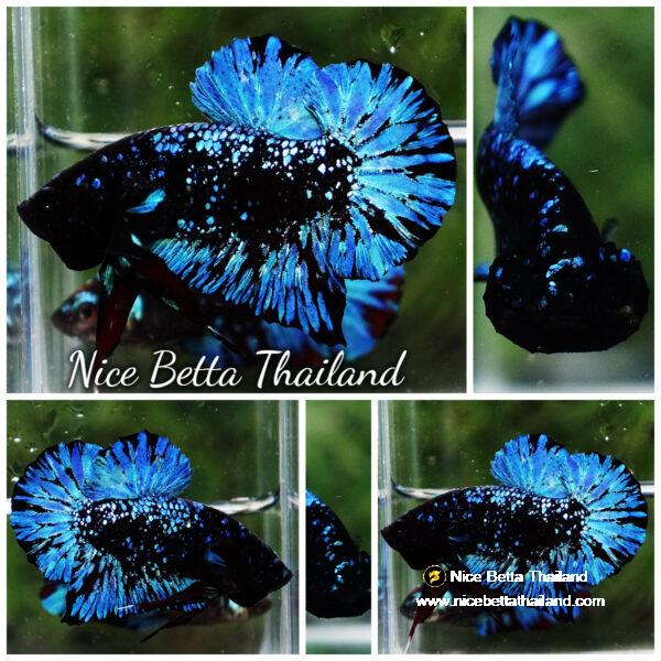 Betta Fish Avatar Nebular Black Star OHMPK