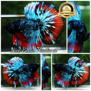 Betta Fish Avatar Flame Nebular Black Star HM (Rare)