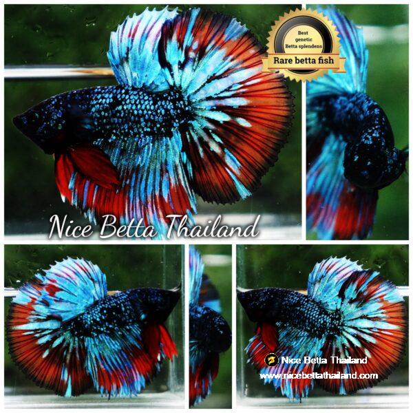 Betta Fish Avatar Flame Nebular Black Star HM (Rare)