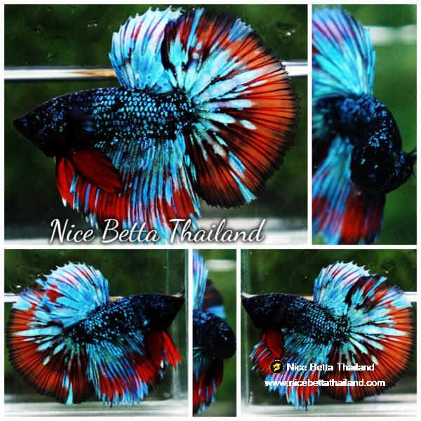 Betta Fish Avatar Flame Nebular Black Star HM (Rare)