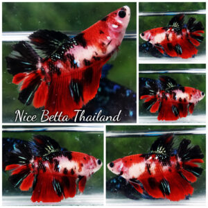 Female Betta fish Koi Kohagu HM