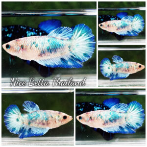 Female Betta fish Blue Marble HM