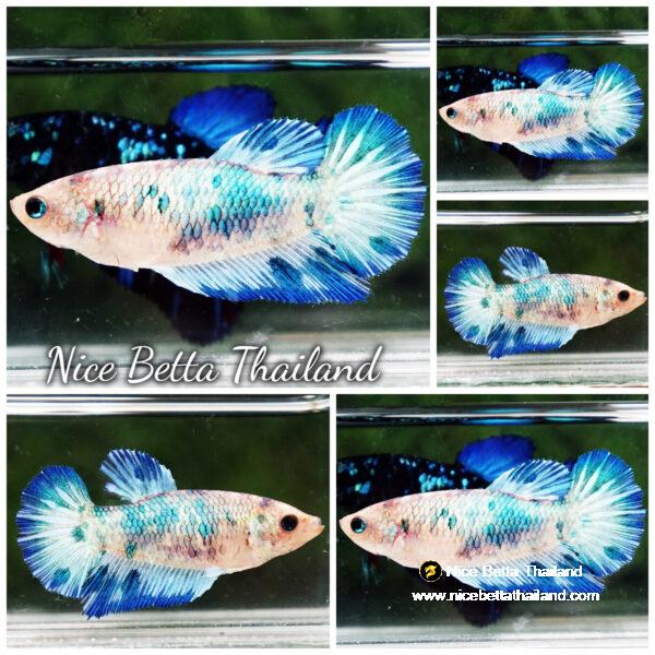 Female Betta fish Blue Marble HM