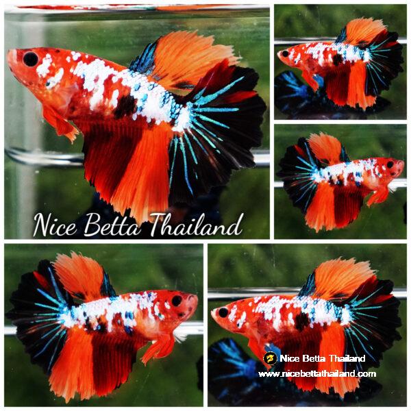 Female Betta fish Multicolor Galaxy Rosetail HM