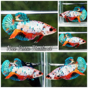 Female Betta fish Rainbow Candy Nemo HMPK