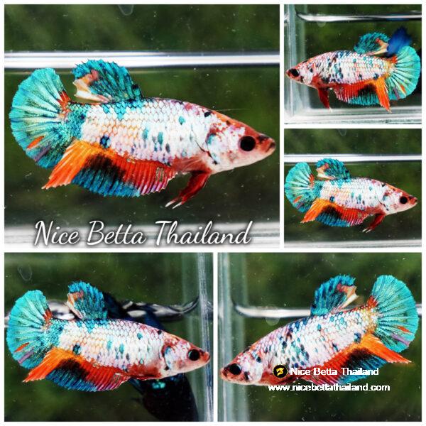 Female Betta fish Rainbow Candy Nemo HMPK