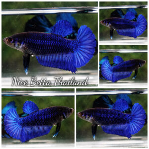 Female Betta fish Royal Blue HM