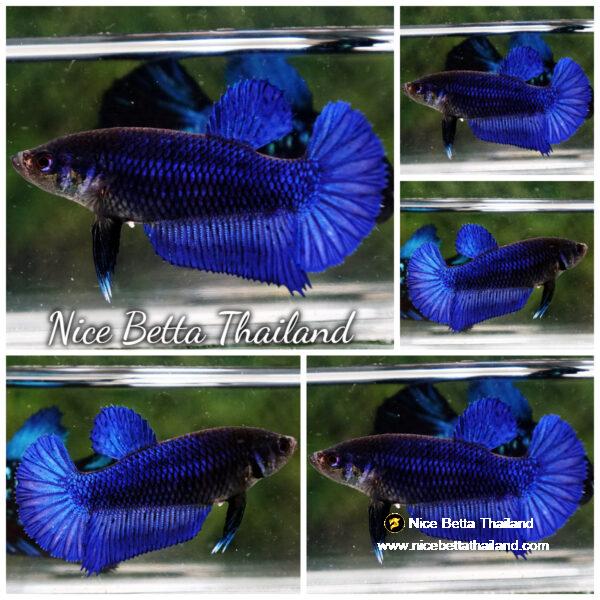 Female Betta fish Royal Blue HM