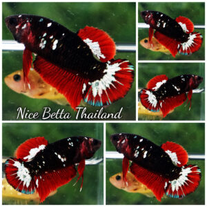 Female Betta fish Hell Girl Black Hole Star HMPK