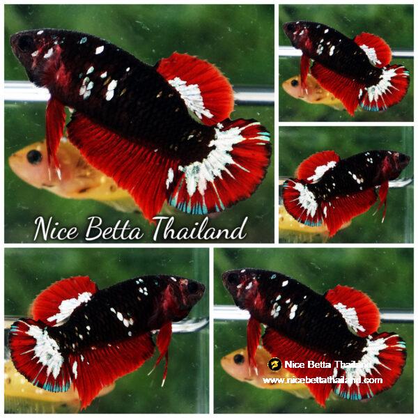 Female Betta fish Hell Girl Black Hole Star HMPK